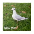 Buscar palomas blancas azulejos Paloma blanca