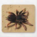 Buscar araña alfombrillas de raton Animales