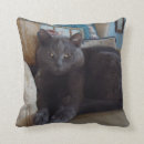 Buscar gato azul ruso cojines Animal