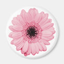 Buscar gerbera Giratoria
