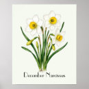 Buscar narciso posters Flor de nacimiento