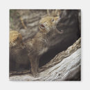 Buscar coyotes imanes Exterior