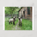 Buscar lamas postales Para todos