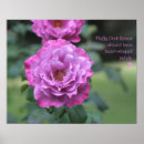 Buscar mullido fotografía Rosa
