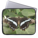 Buscar tropical mariposas fundas Animales