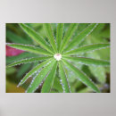 Buscar gota de lluvia posters Agua