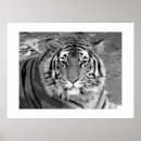 Buscar tigre blanco y negro posters Fauna