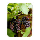 Buscar uvas imanes 8 º fruta