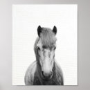 Buscar caballo blanco posters Blanco y negro