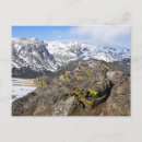 Buscar marmotas postales General y unisex