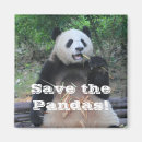 Buscar panda imanes Animales