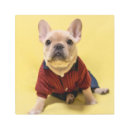 Buscar french bulldog arte Young animal
