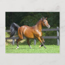 Buscar caballo árabe postales Varón