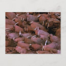 Buscar colmillos postales Animal