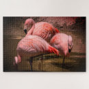 Buscar pájaros tropicales puzzles Flamencos