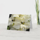 Buscar poinsettia blanco tarjetas General y unisex