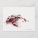Buscar veneno postales Animales