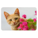 Buscar gatito del tabby imanes Gatos
