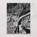 Buscar árboles en blanco y negro postales Para todos