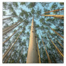 Buscar tronco de árbol azulejos Bosques