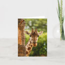 Buscar tucson tarjetas Animal