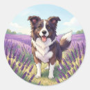 Buscar border collie pegatinas Perro blanco y negro