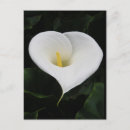 Buscar lilly postales Flor