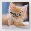 Buscar blue cat arte Pets