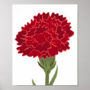Buscar clavel rojo posters Flor