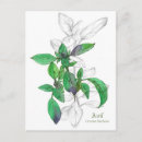 Buscar dibujo botánico postales General y unisex