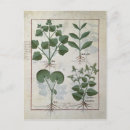 Buscar plantas medicinales postales Robinet