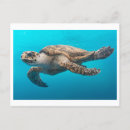 Buscar tortuga fotografía Mar