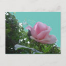 Buscar color de rosa rosada postales General y unisex