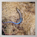 Buscar salamander posters Lagarto