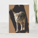 Buscar coyotes tarjetas Animales