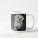 Buscar perro maltés tazas Perrito