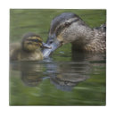 Buscar pato silvestre azulejos Lindo
