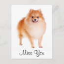 Buscar perro pomeranian postales Cachorro