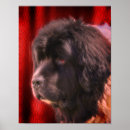 Buscar perro de terranova posters Animal