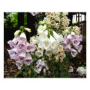 Buscar afeitado posters Fango