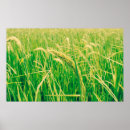Buscar papel de arroz posters Agricultura
