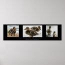 Buscar patos posters Animal
