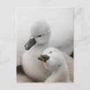Buscar cisnes mudos postales Vida silvestre