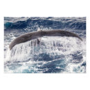 Buscar humpback Océano