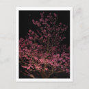 Buscar sakura postales Flores
