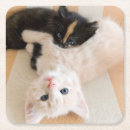Buscar gatito posavasos Foco en primero plano