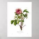 Buscar peony arte Vintage