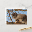 Buscar árbol del gato postales Foto