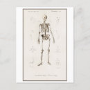 Buscar esqueleto humano postales Ilustracion