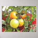 Buscar tomate maduro posters Tomates